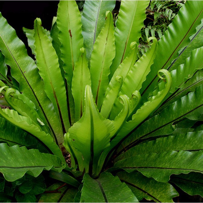 A J Flynn Birds Nest Fern