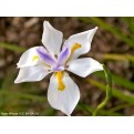 Wild Iris 150mm