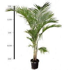 Bangalow Palm
