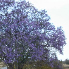 Blue Jacaranda (South African native)