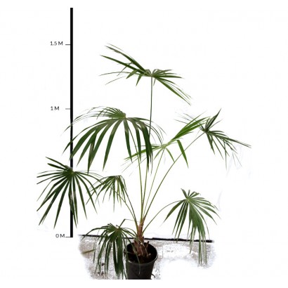 Cabbage Tree Palm 200mm