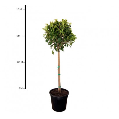 Ficus Emerald Standard