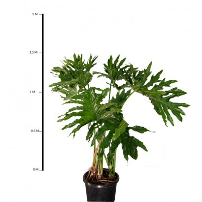 Philodendron Selloum 200mm