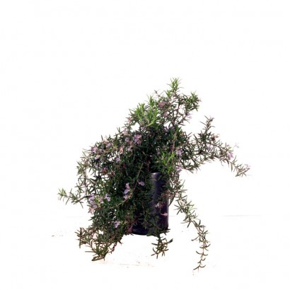 Rosemary Prostrate 150mm