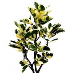 Rubber Tree - Variegated