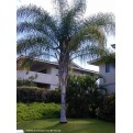 Cocos Palm 200mm