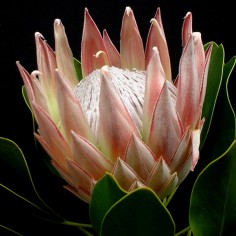 Pink Crown Protea
