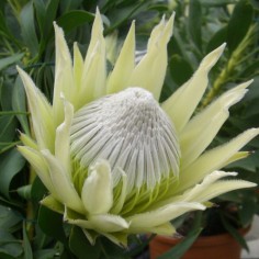 White Crown Protea