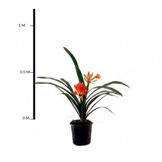 Clivia Lily (Orange)