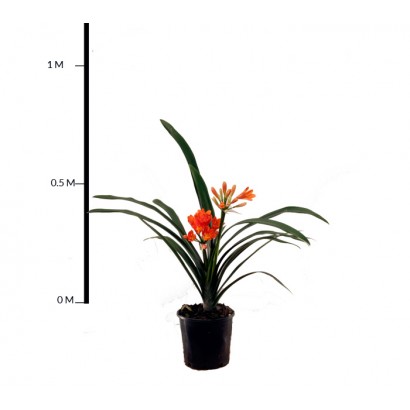 Clivia Lily (Orange) 200mm