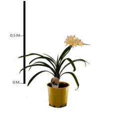 Clivia Lily (Yellow)