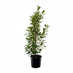 Ficus Hillii