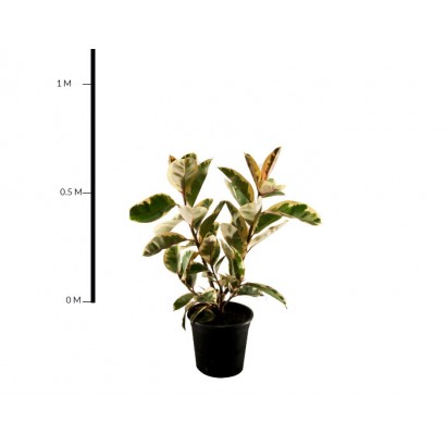 Variegated Indian Rubber Plant 250mm