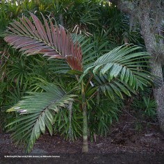 Flame Thrower Palm