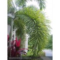 Foxtail Palm 200mm