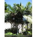 New Caledonian Palm