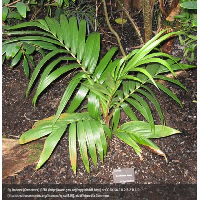 New Caledonian Palm
